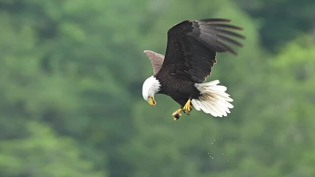 eagle eating a fish while flying in slow motion