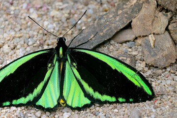 A stunning green butterfly is perched quietly on the sandy surface, surrounded by small stones and twigs, showcasing its vivid colors and intricate patterns in a natural environment