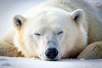 Sleeping Polar Bear Macro Photography: Close-up of a peaceful Arctic animal resting on a pristine white background.