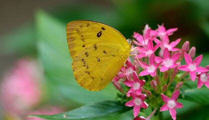 A vibrant yellow butterfly delicately sits on pink flowers, showcasing a serene moment in a lush garden. The scene captures the beauty of nature's pollinators amidst colorful blooms