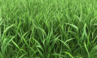 Obraz premium Lush green grass field swaying gently in the breeze under a clear blue sky, ideal for nature scenes