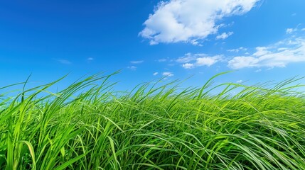 Lush green grass field with blue sky and clouds