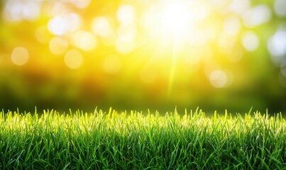 Obraz premium Lush green grass illuminated by warm sunlight, creating a serene outdoor atmosphere