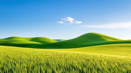 Fototapeta premium Rolling green hills of wheat fields under clear skies