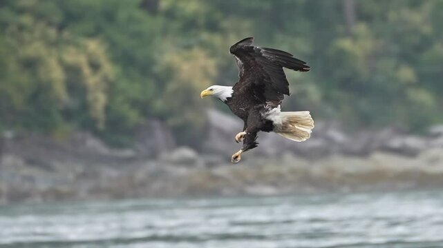 bald eagle glides in to catch and eat a fish while flying in slow motion