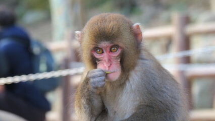 別府高崎山自然動物公園2