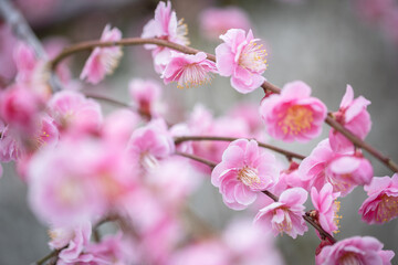Japanese apricot