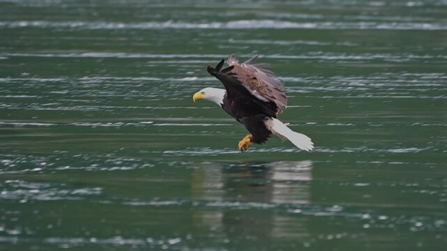bald eagle glides in to catch and eat a fish while flying in slow motion