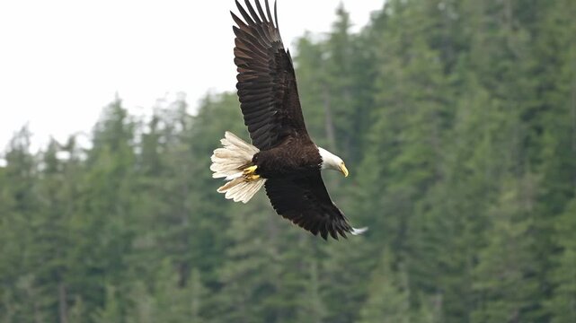 bald eagle glides in to catch a fish in slow motion
