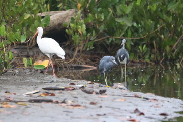 White Ibis and Little Blue Heron Together