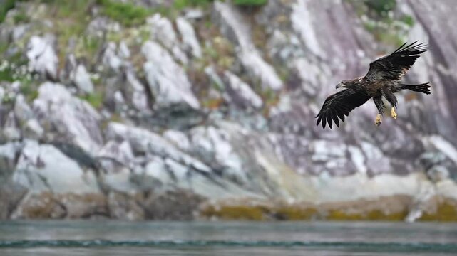 juvenile bald eagle glides in to catch a fish in slow motion