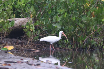 American White Ibis Foraging For Food In Water