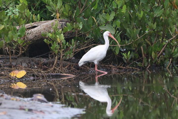White Ibis Reflecting on the Water in Florida