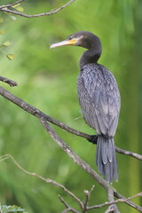 Anhinga Resting on a Branch (Yellow Beak)