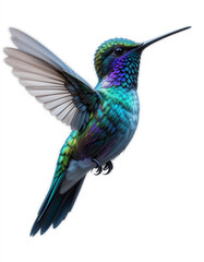 Obraz premium Tiny Wonder: Hummingbird Collection