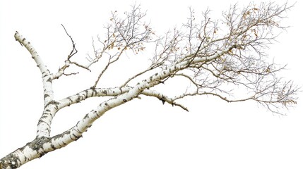 Bare birch branch, winter, isolated, nature, design element