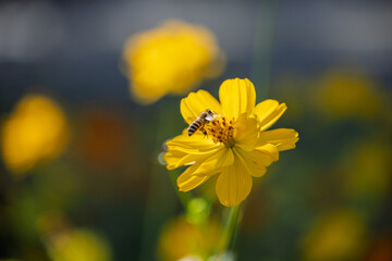Bee Pollinating a Yellow Flower