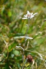 Wild Edelweiss (Leontopodium nivale), seen at Berchtesgaden national park, Bavaria, Germany