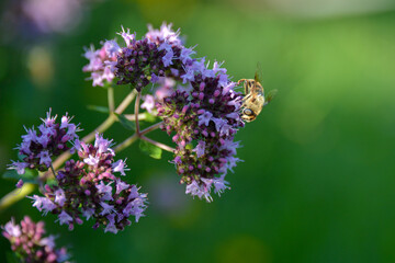 common drone fly (Eristalis tenax) looks like a bee, on Oregano (Origanum vulgare) in a garden