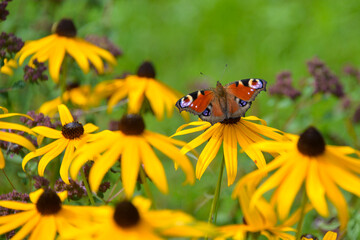 European peacock (Aglais io), or the peacock butterfly, on orange coneflower (Rudbeckia fulgida), seen in a garden in bavaria, germany