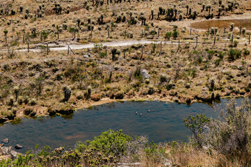 Valle en el páramo con frailejones y patos nadando