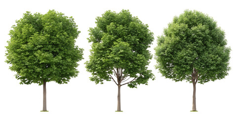 Fototapeta premium Three of Sycamore Trees in Round Green Form for Nature Lovers, PNG Transparent