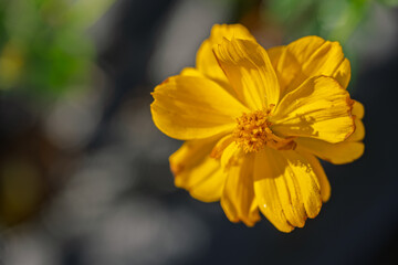 Vibrant Yellow Flower in Bloom