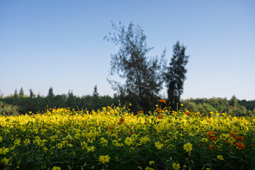 Field of Yellow Flowers Under a Clear Sky