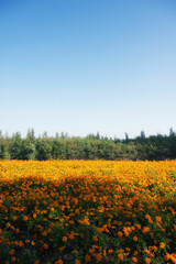 Vibrant Field of Orange Flowers Under a Clear Sky