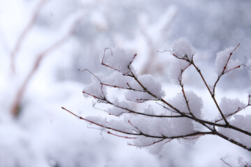 雪化粧した小枝