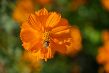 Vibrant Orange Flower with Bee