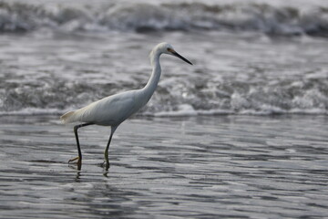Snowy Egret Wading in Surf