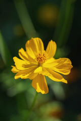 Vibrant Yellow Flower in Bloom
