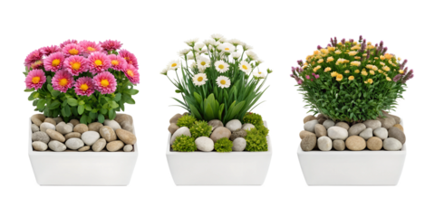 Nature-Inspired Flower and Rock Arrangements for Organic Designs, PNG Transparent