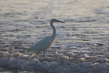 Snowy Egret Wading Along the Beach at Sunset