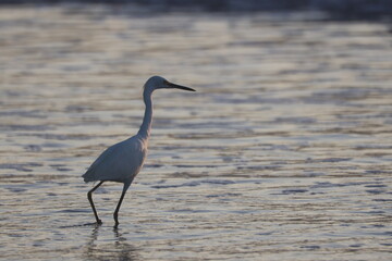 Snowy Egret stands in the water at sunset.