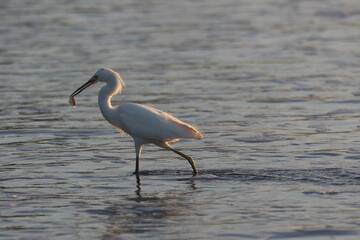 Snowy Egret Wading in Water with Fish Catch