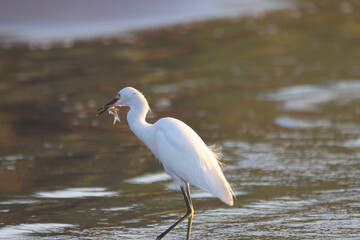 Snowy Egret Catches A Fish At Sunset