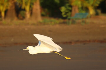Snowy Egret in Flight Over Water
