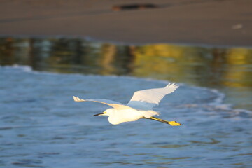 Snowy Egret over Pacific ocean at sunset