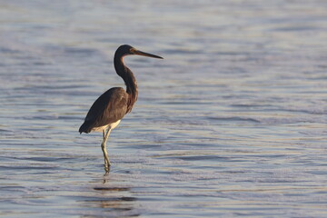 Tricolored Heron Searching for Food in Shallow Water