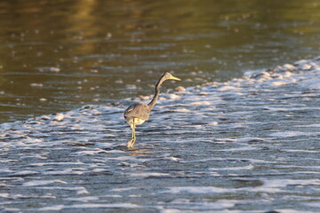 Tricolored Heron wading (water) at sunset in Florida