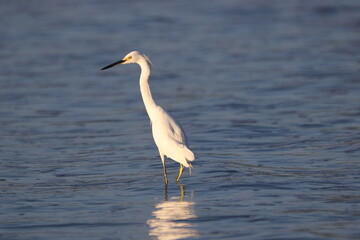 Elegant Snowy Egret wading in water