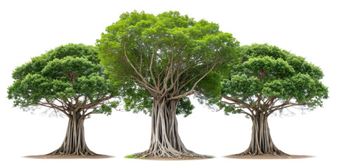 Obraz premium Set of Majestic Banyan Trees on White Background for Outdoor Inspiration, PNG Transparent