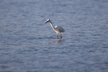 Snowy Egret bird wading in shallow water