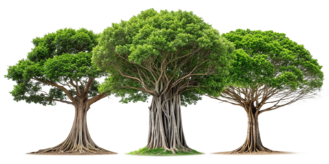 Majestic Banyan Tree on White Surface for Greenery and Nature Themes, PNG Transparent
