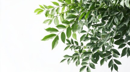 Green leaves branch, studio shot, white background, nature design