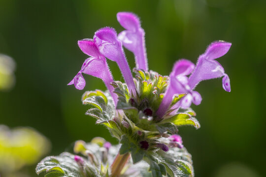henbit deadnettle