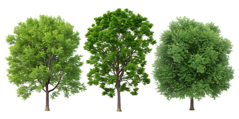 Lush Green Tree Top View on White Background for Nature and Outdoor Designs, PNG Transparent