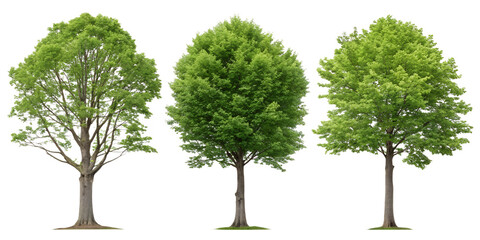 Fototapeta premium Real Beech Tree on White Background for Nature and Forest Designs, PNG Transparent